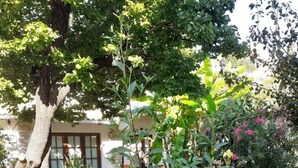 A stone pathway leading to a building with a large tree and various plants. - Cottage House (Agios Gordios, Corfu)