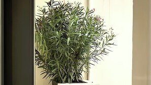 A small balcony with a potted plant, a wooden table, and two chairs. - "House of Joy" Apartment (Porto)