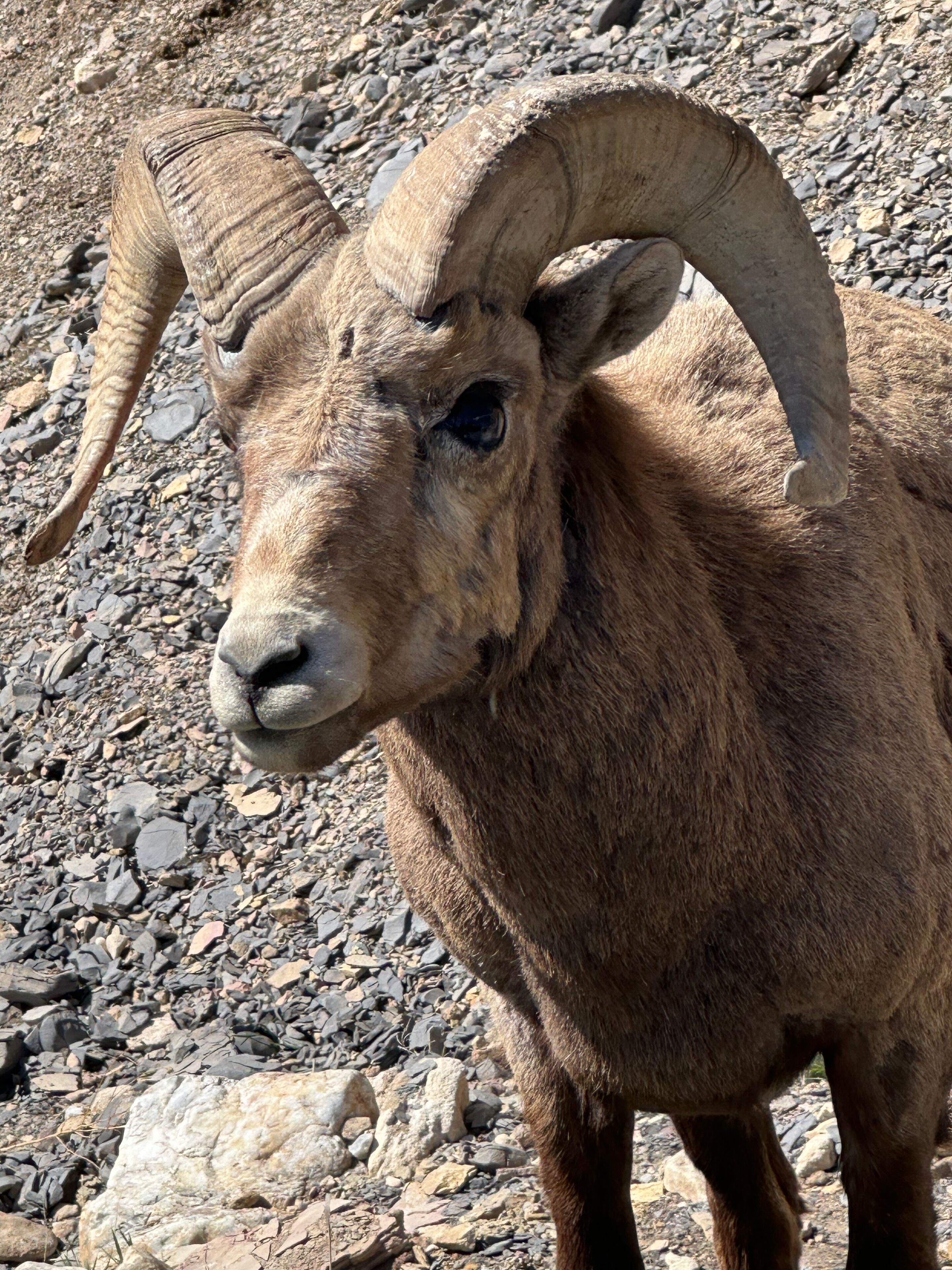 A close-up of a bighorn sheep with large curved horns standing on rocky terrain.