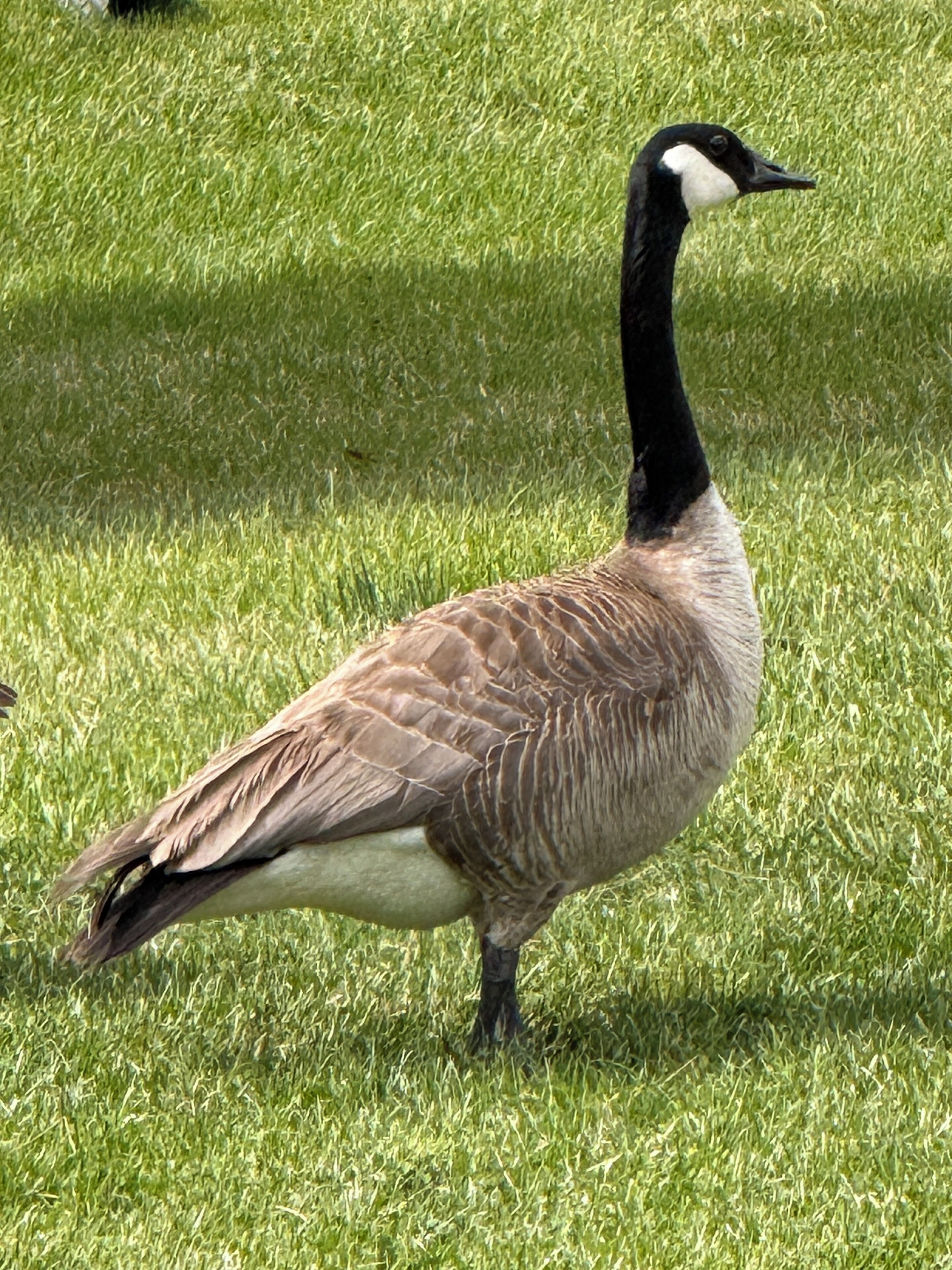 A goose standing on grass.