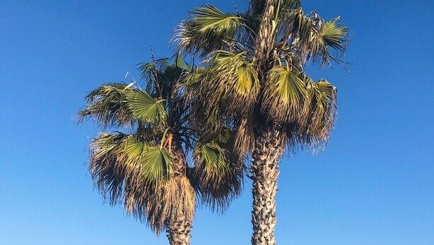 Two palm trees by a beach with a clear blue sky and calm sea. - Seaside house - Casazzurra, Sicily (Sampieri)