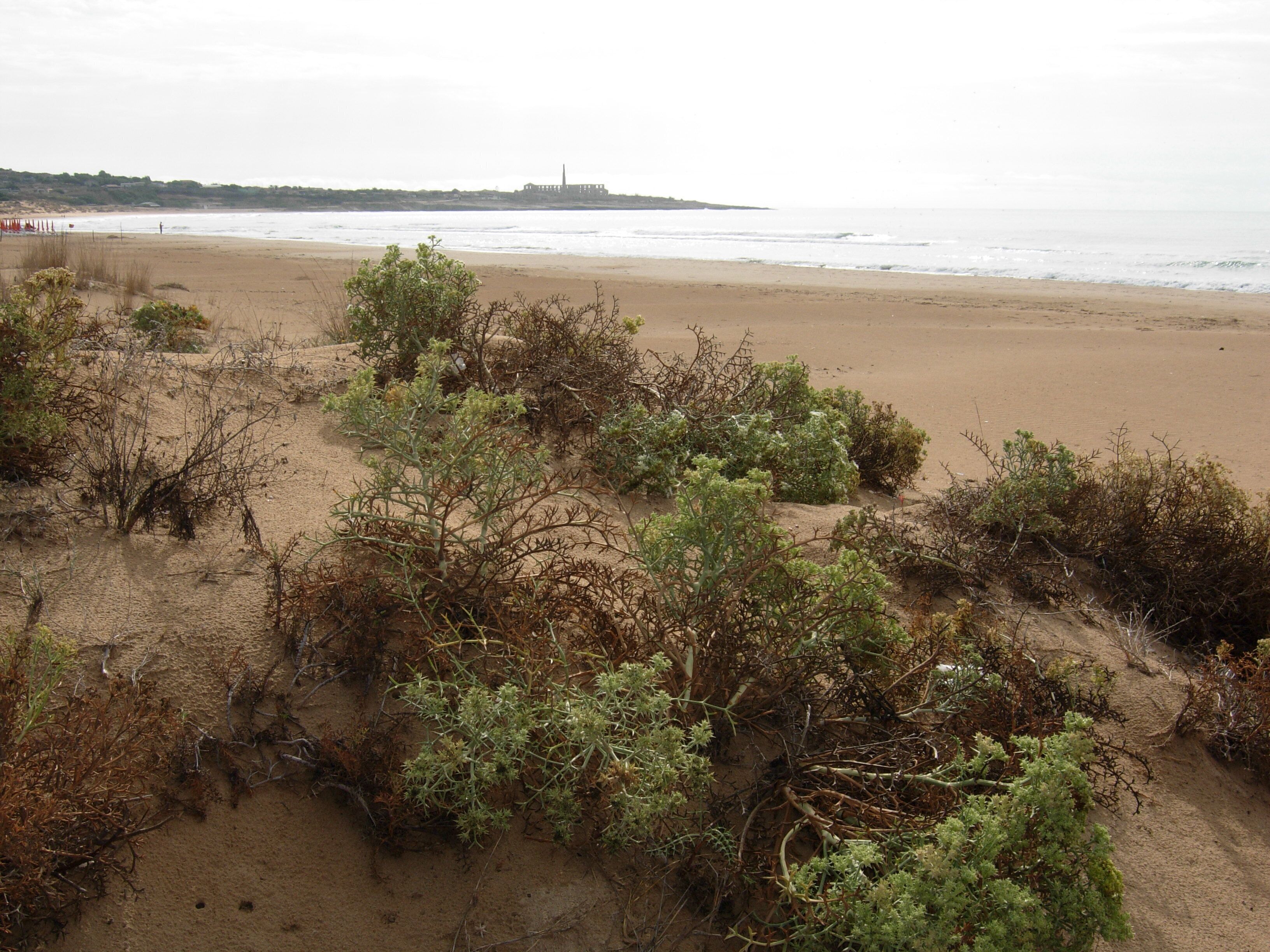 A sandy beach with sparse vegetation and a distant view of a coastal structure.
