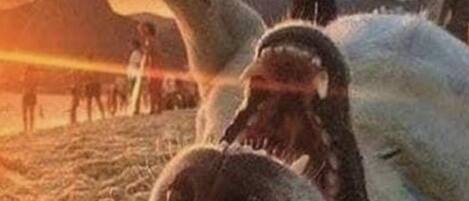 ビーチの近く、サンラウンジャー、ビーチタオル