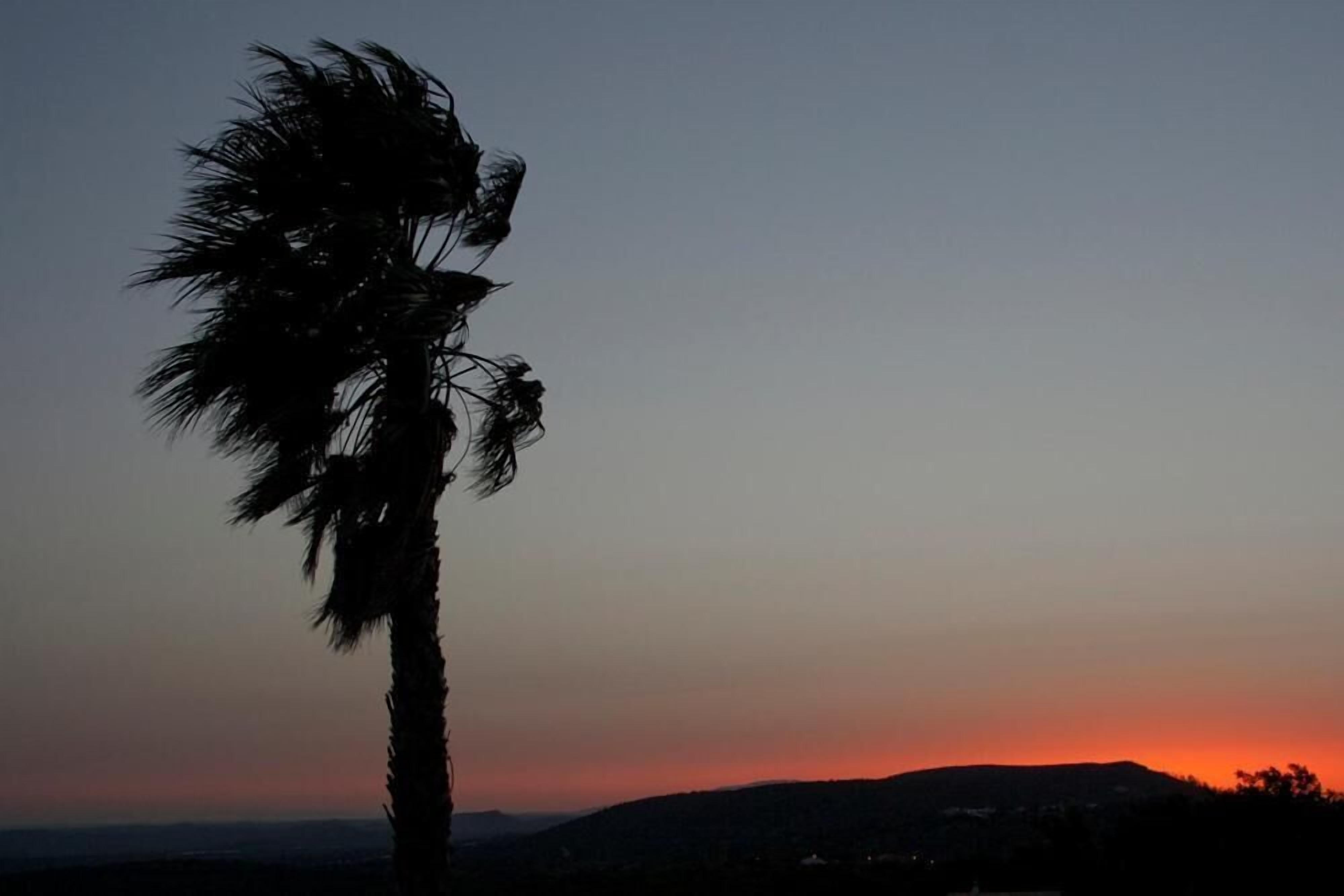 A palm tree silhouetted against a sunset sky.