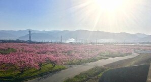 A landscape with a river, pink flowering trees, and distant mountains.