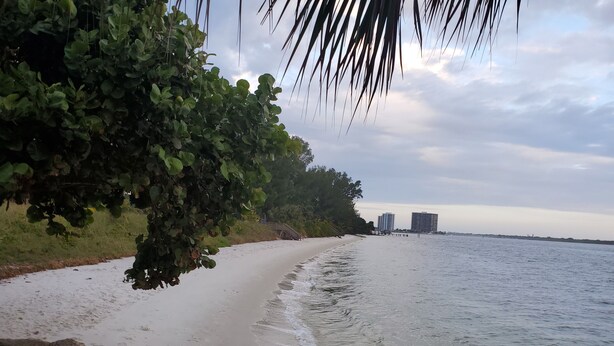 Una playa con arena, algunas rocas y una palmera. Al fondo, se ven edificios y un cielo despejado.