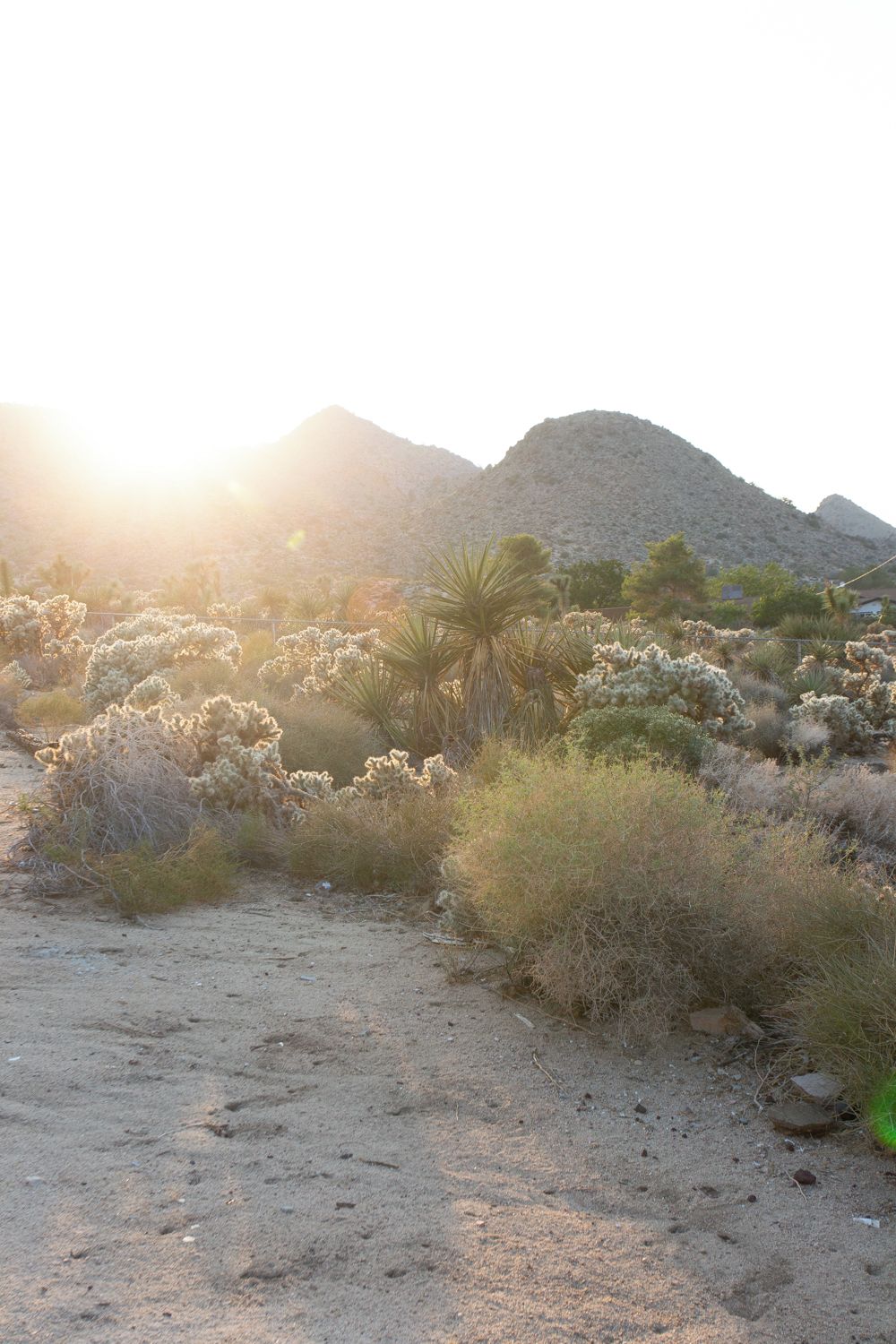 A desert landscape with sparse vegetation and a mountain in the background.