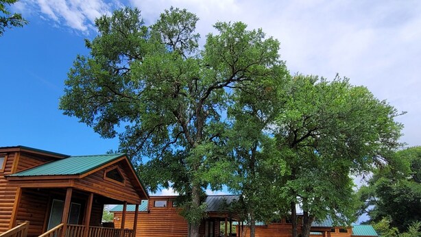 A wooden cabin with a green roof, a picnic table, and a covered seating area. - Beautiful Log cabin overlooking a meadow (Pipe Creek)