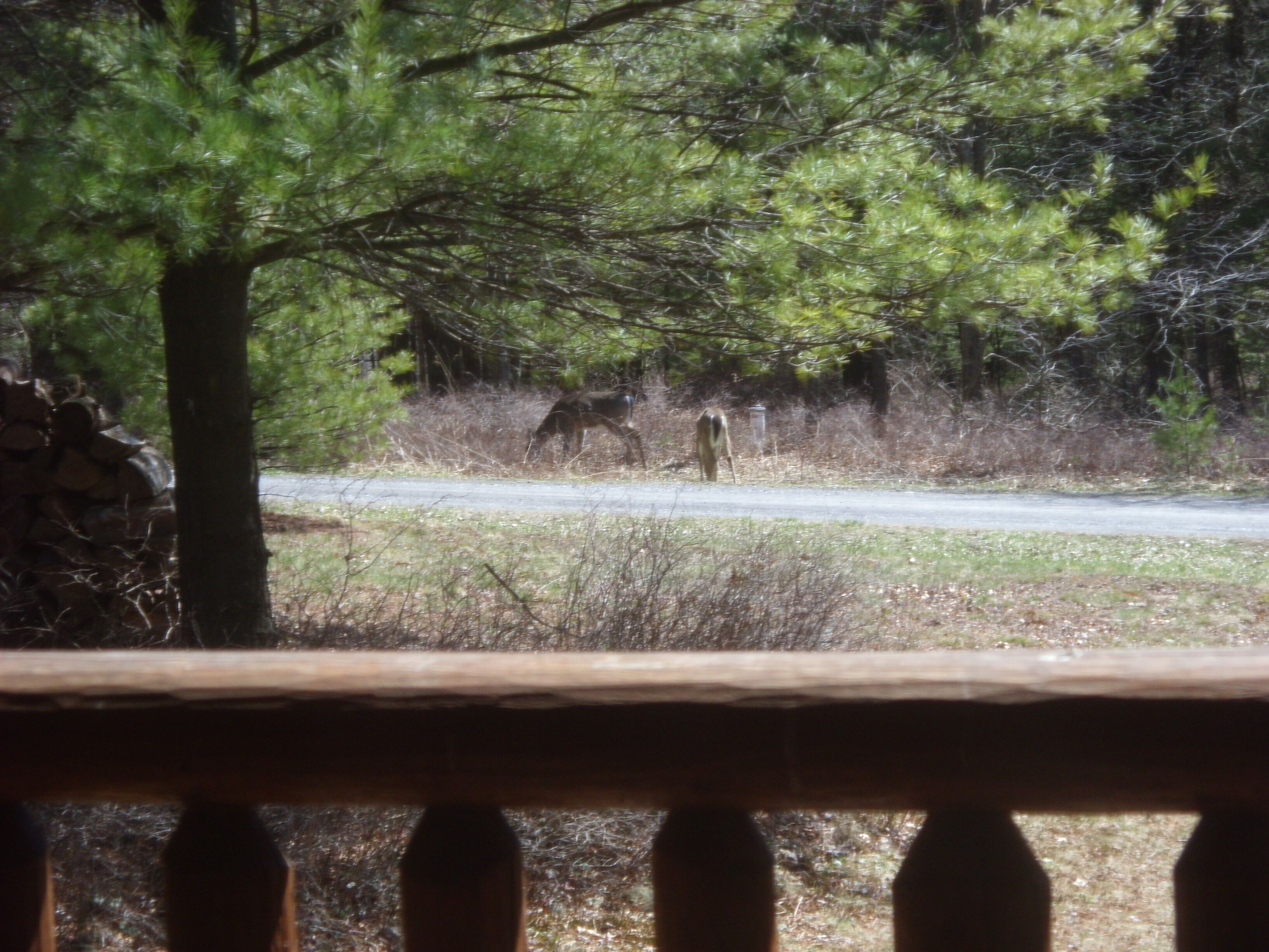 Access Lake from Cozy Seclusion- 3 Acres, Private Trail, Canoe