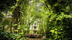 A stone pathway leading to a central fountain surrounded by lush greenery and dense foliage.