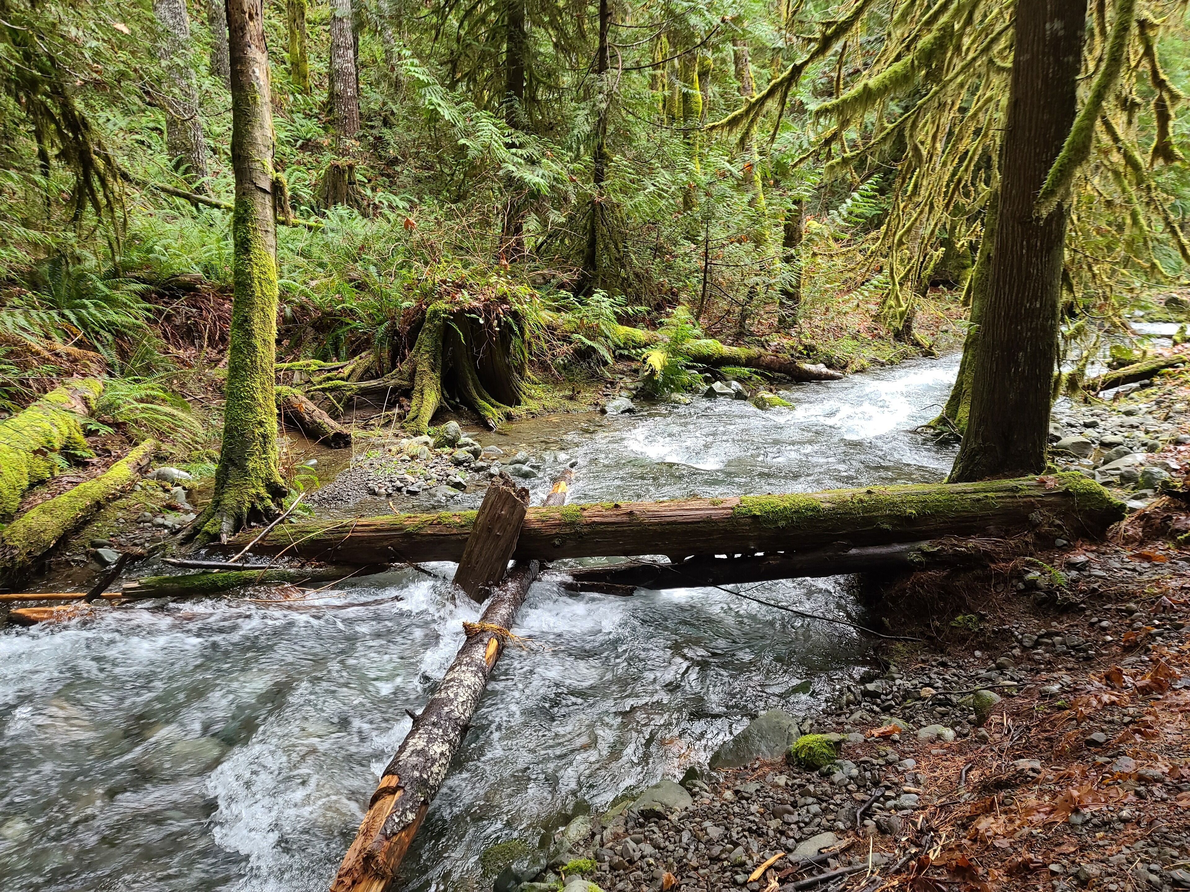 A forest stream with a fallen log across it.