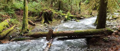 A forest stream with a fallen log across it.