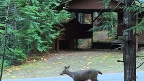 A deer walking on a gravel path near a wooden structure surrounded by trees.