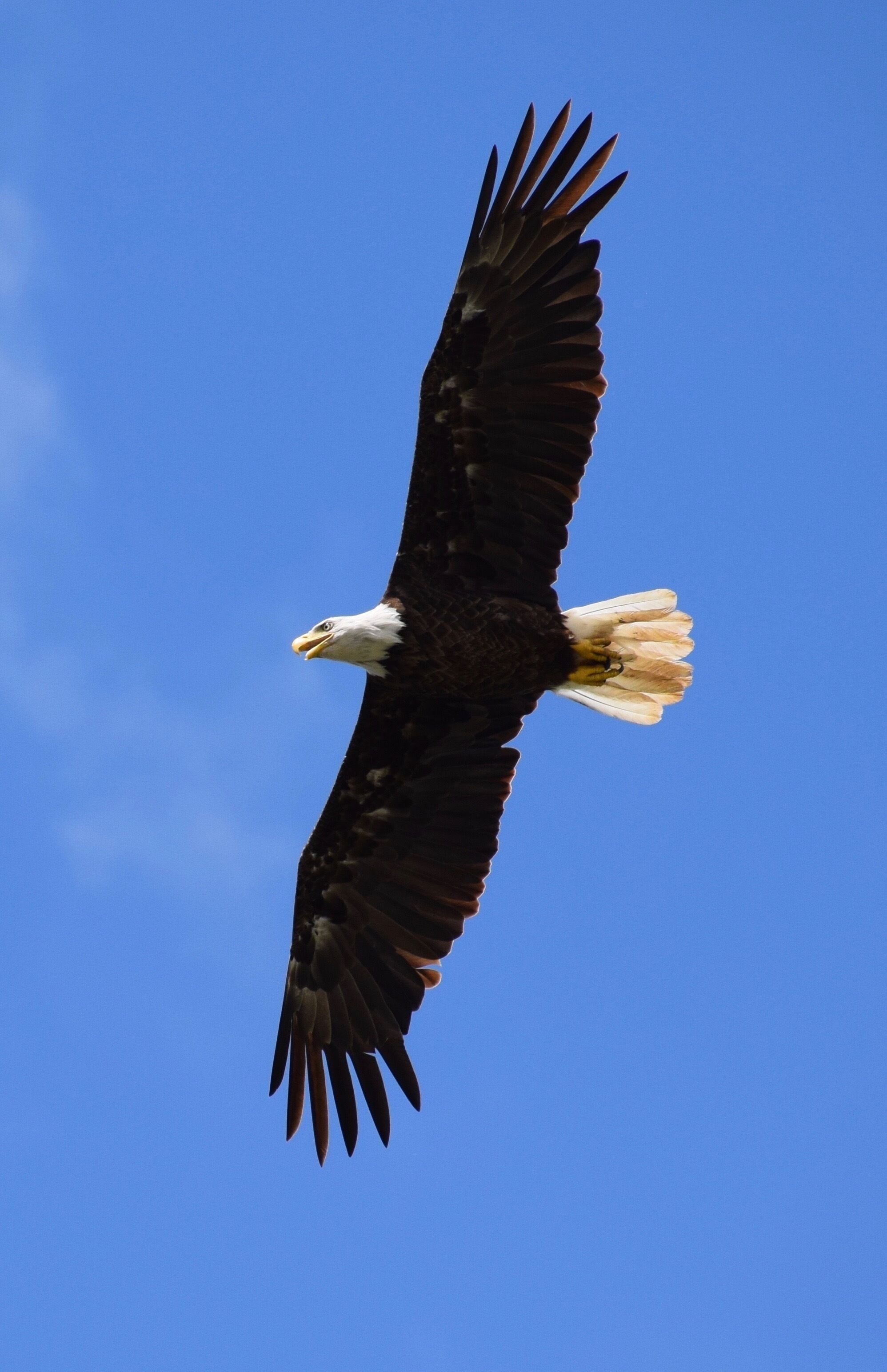 An eagle in flight against a clear blue sky.