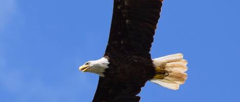 An eagle in flight against a clear blue sky.