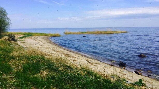 Une plage avec un sentier sablonneux menant à l’eau, entourée d’herbe et de roseaux.