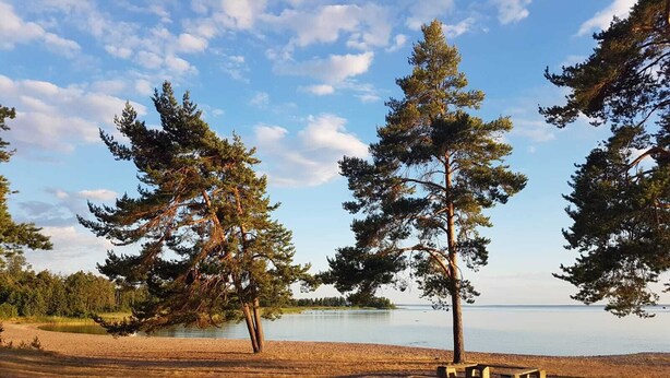 A lakeside area with picnic tables and tall pine trees.