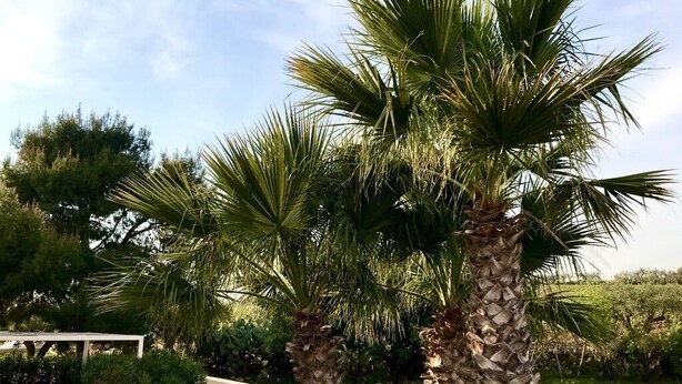 A landscaped area with palm trees and a concrete bench.
