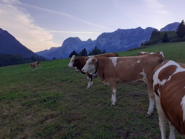 A group of cows grazing in a grassy field with mountains in the background.