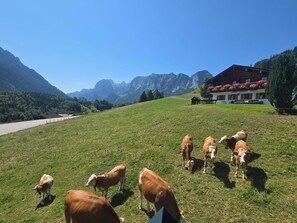 A rural landscape with a road, a grassy field with cows, and a building with a balcony.