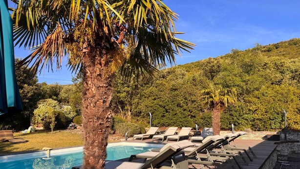 A poolside area with lounge chairs and a palm tree.