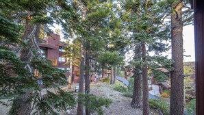 A forested area with tall pine trees and a building with a red exterior and yellow railings.