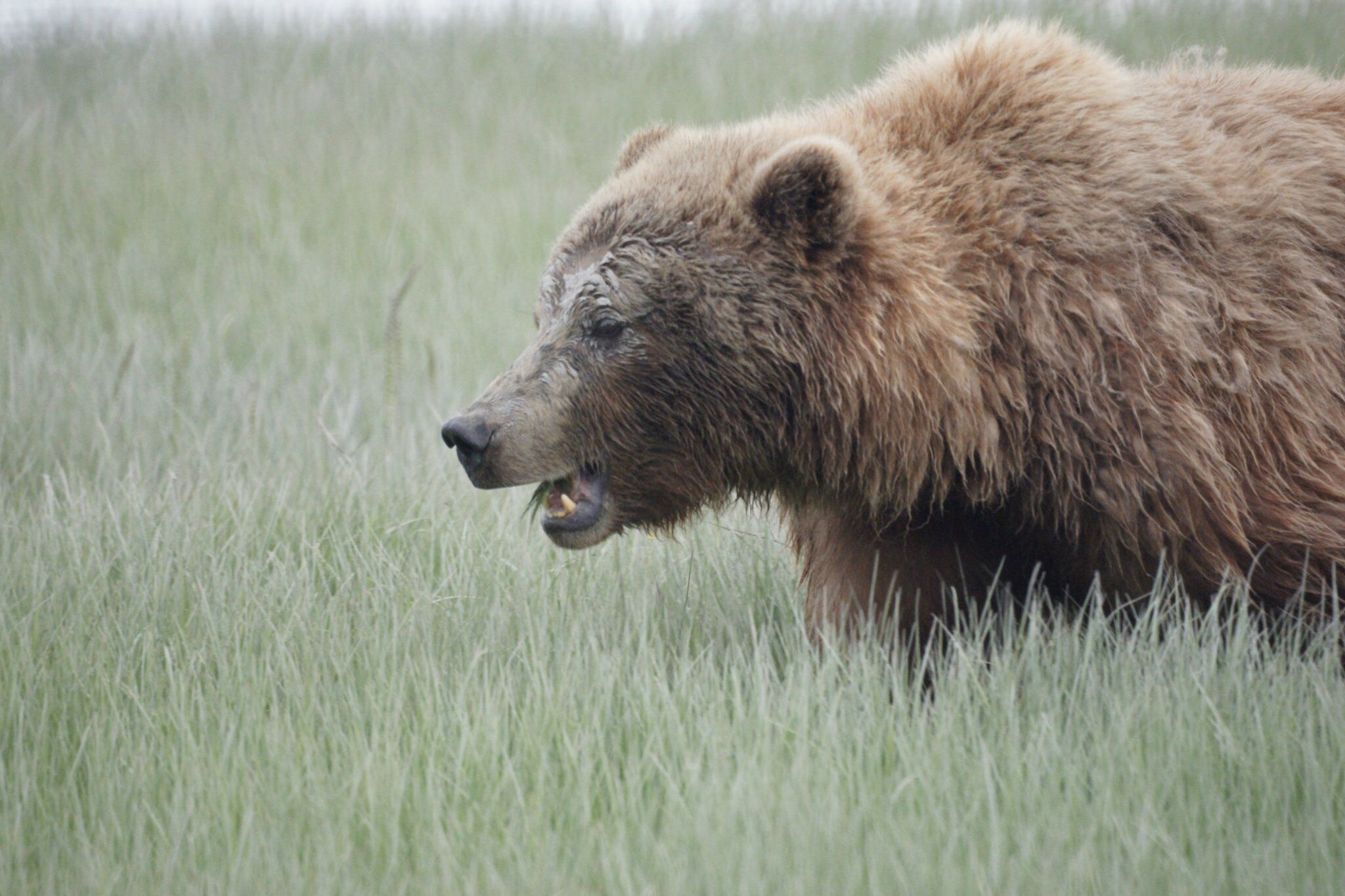 A bear walking through tall grass.