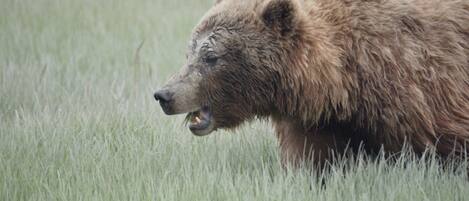 A bear walking through tall grass.