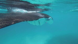 A large fish swimming in clear blue water.