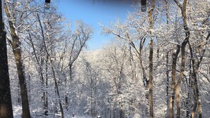 Eine verschneite Waldszene mit kahlen Bäumen und blauem Himmel.