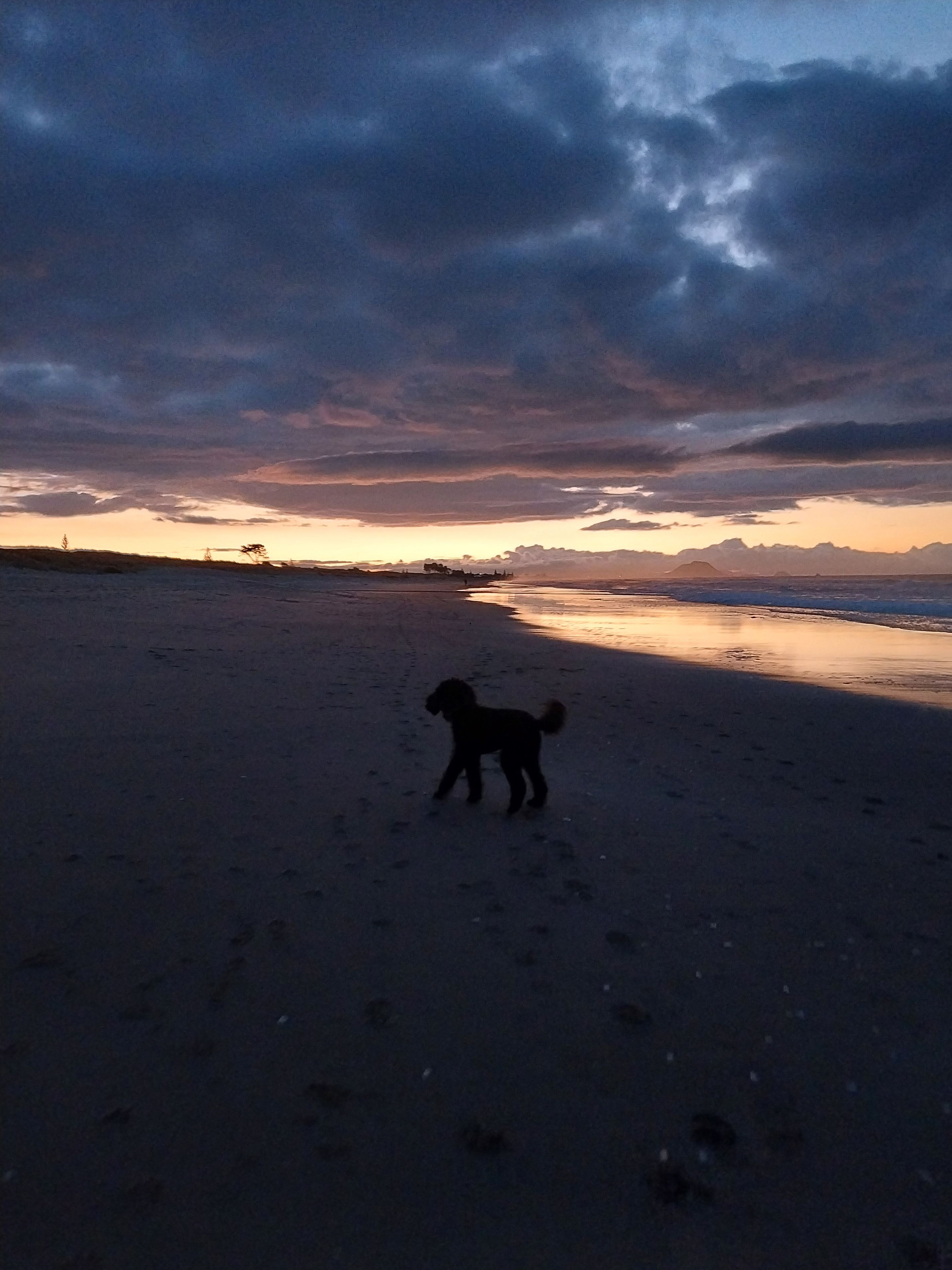A beach scene with a dog walking on the sand.