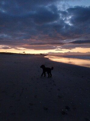 A beach scene with a dog walking on the sand.