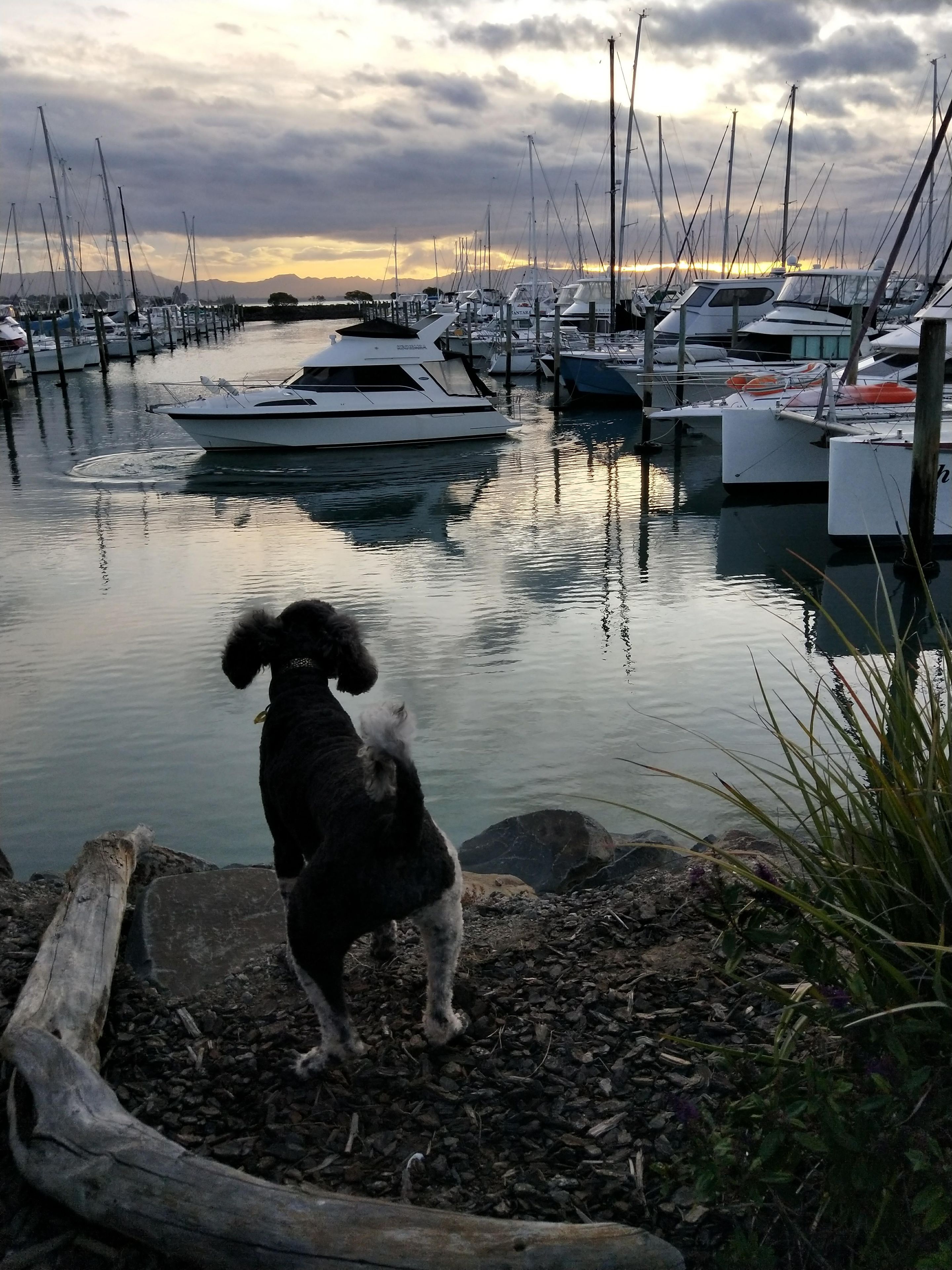 En hund står på en bro med en lystbådehavn i baggrunden.