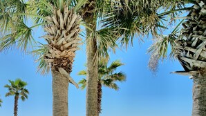 A beach with palm trees and a clear blue sky.