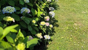 Un jardín con flores de hortensia y un edificio de ladrillo con contraventanas.