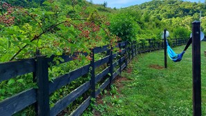 Une clôture en bois, un hamac, une végétation luxuriante et une colline en arrière-plan.