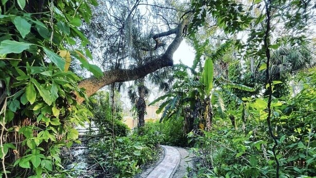 Un sendero pavimentado rodeado de abundante vegetación y árboles.