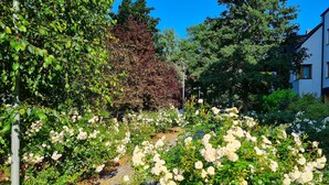 A cobblestone pathway lined with lush white roses and green foliage, leading to a building with a white facade and a dark roof.
