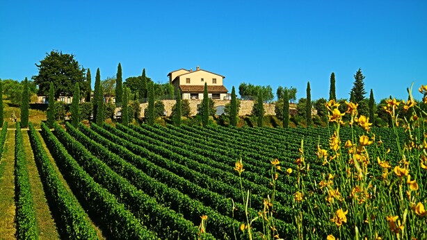 A vineyard with rows of grapevines and a large building in the background. - LE BUCHE ESTATE  VILLA RENTAL  (Sarteano)