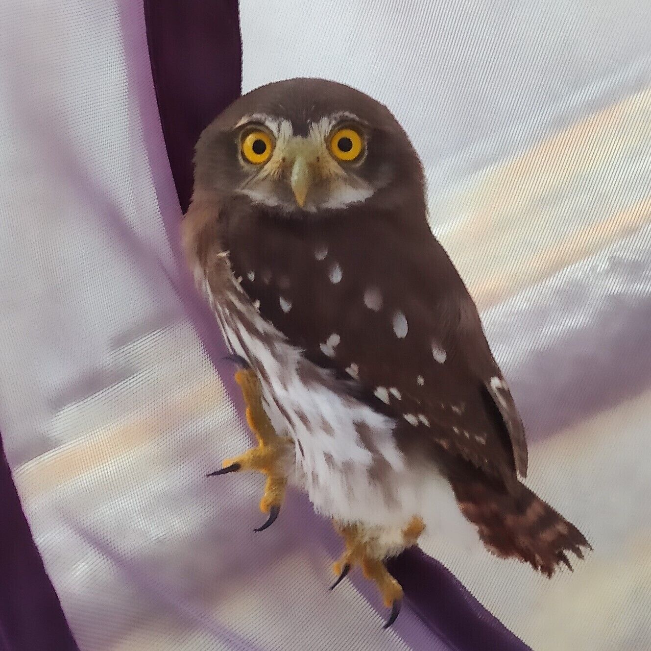 A bird with yellow eyes and brown and white feathers perched on a surface.