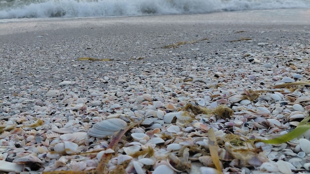 A beach with pebbles and shells, waves in the background, and a cloudy sky. - Luxury Condo on Little Gasparilla Island-Family Friendly, ferry included (Placida)
