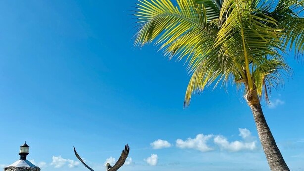 Eine Strandansicht mit einer Palme, einer Steinstruktur mit einer Lampe und einer Bank.