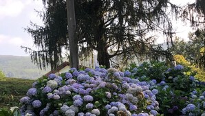 Un jardin agrémenté de buissons d’hortensias et de plantes à grandes feuilles, probablement aménagé dans un espace paysager offrant une vue sur des collines lointaines.
