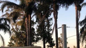 A swimming pool with a fenced deck, surrounded by palm trees and a grassy area.