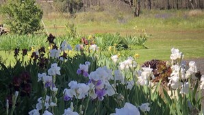 Un giardino con diversi fiori, tra cui giunchiglie bianche e viola, e un prato erboso sullo sfondo.
