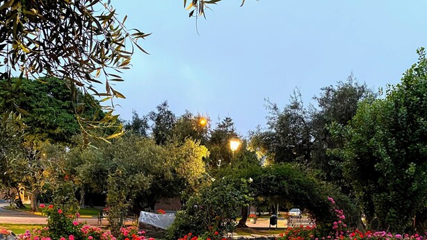 A garden with a stone pathway, flowering plants, and a pond.