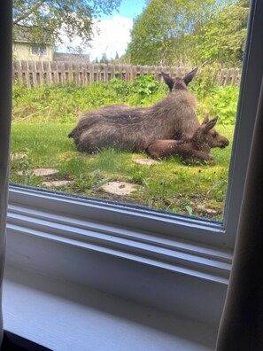 Interior - Bayview Dream (Homer)