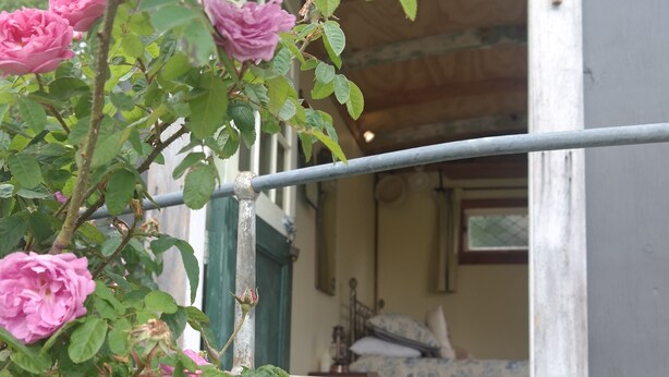 Un rosier aux fleurs roses et rouges devant un bâtiment doté d’une porte en bois, et un lit recouvert d’une couvre-lit à motifs bleus et blancs.