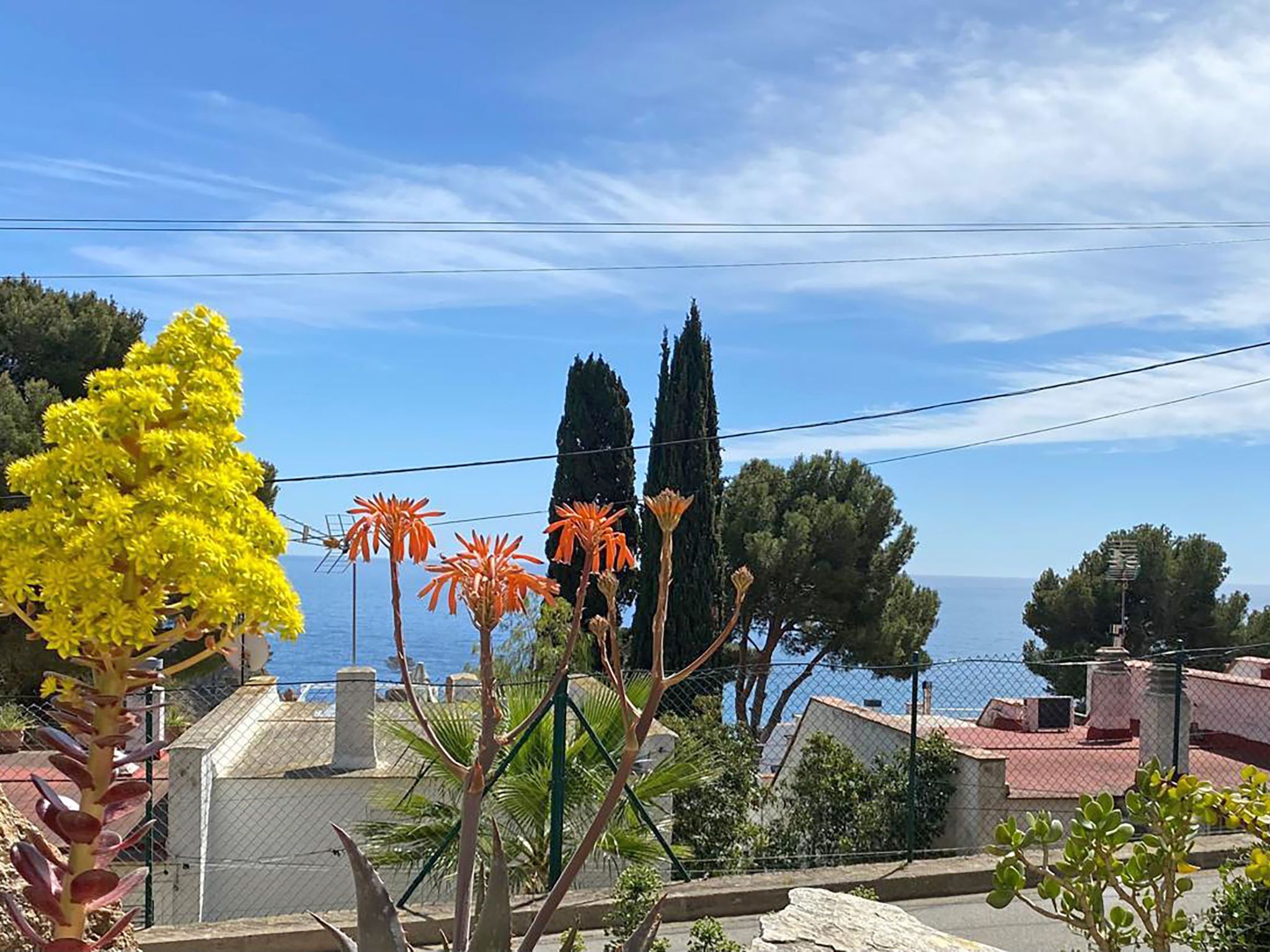 Udsigt over kysten med en gulblomstrende plante, høje ciprussræ og en klar himmel.