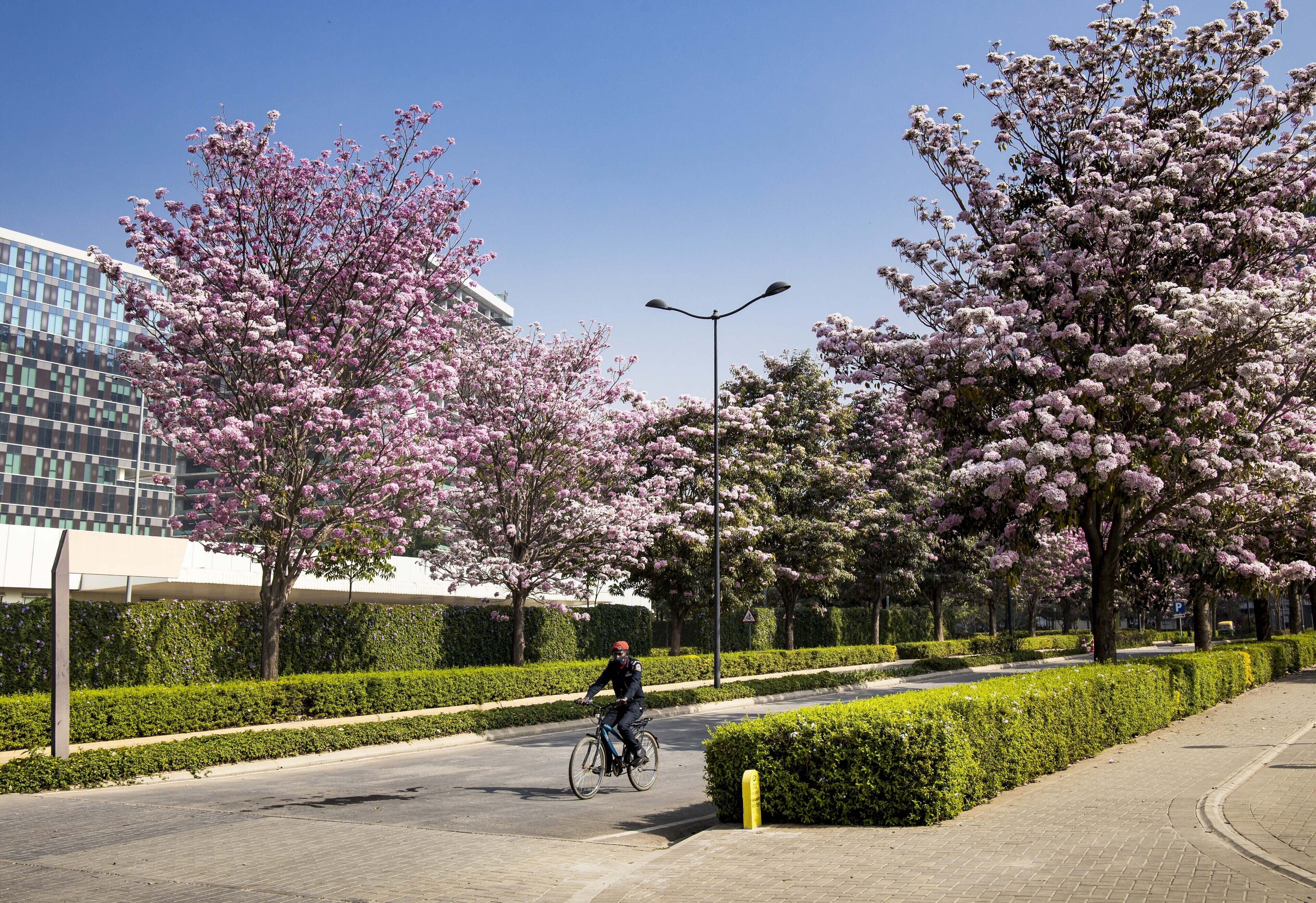Un cycliste circule sur une piste cyclable, avec des arbres en fleurs aux teintes roses et un bâtiment moderne en arrière-plan.